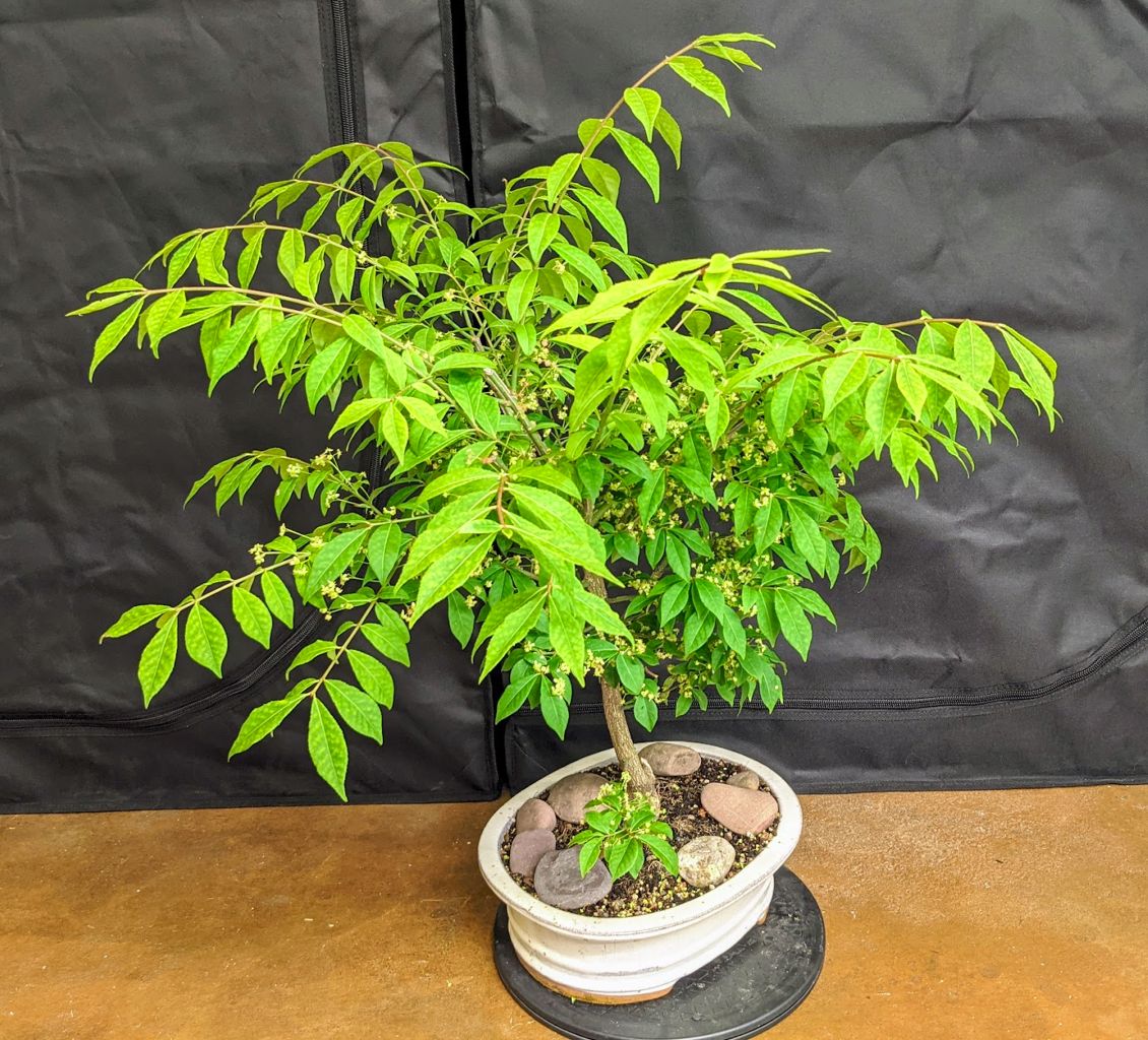 Young burning bush bonsai with bright green leaves.