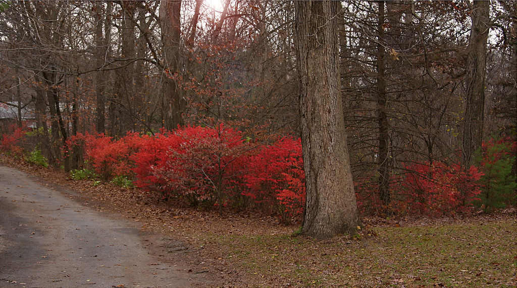 Burning bushes naturalized in the eastern US.