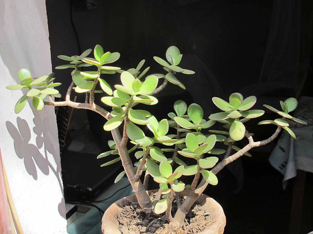 Jade can grow in poor soil, dry soil.