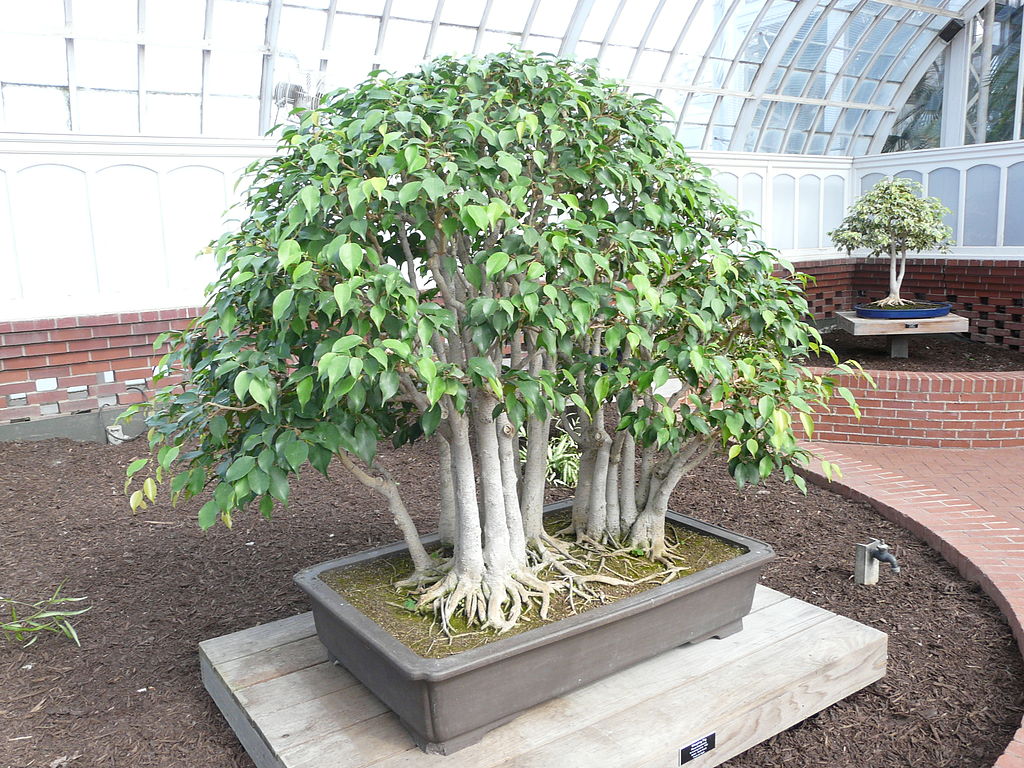 Clump style Ficus benjamina bonsai.
