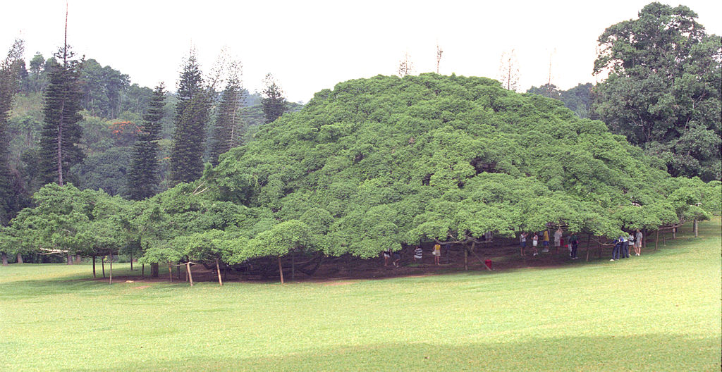Very large Ficus benjamina tree.