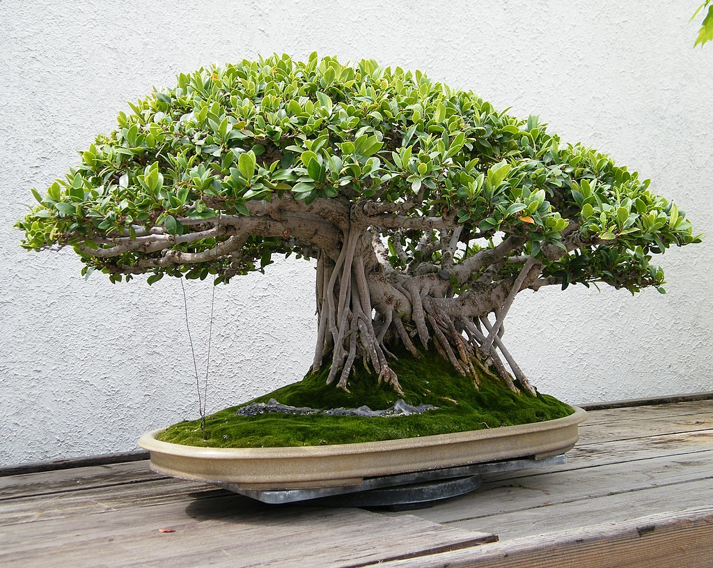 Ficus Bonsai Tree Nz At Audrey Stier Blog