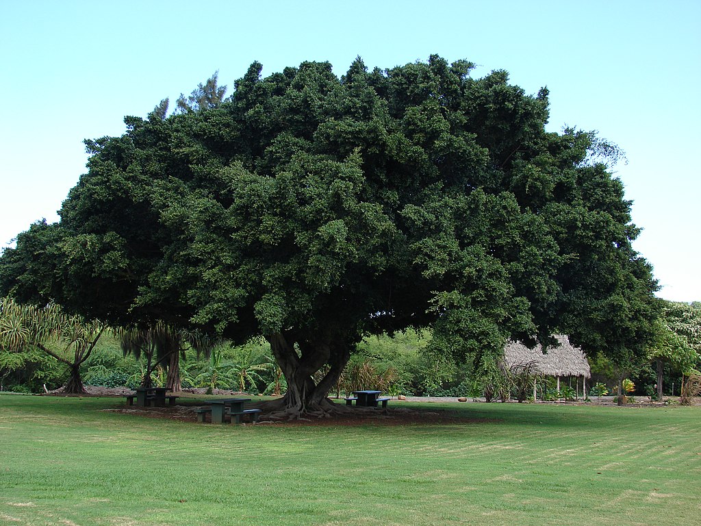 Ficus microcarpa bonsai - Clorofila
