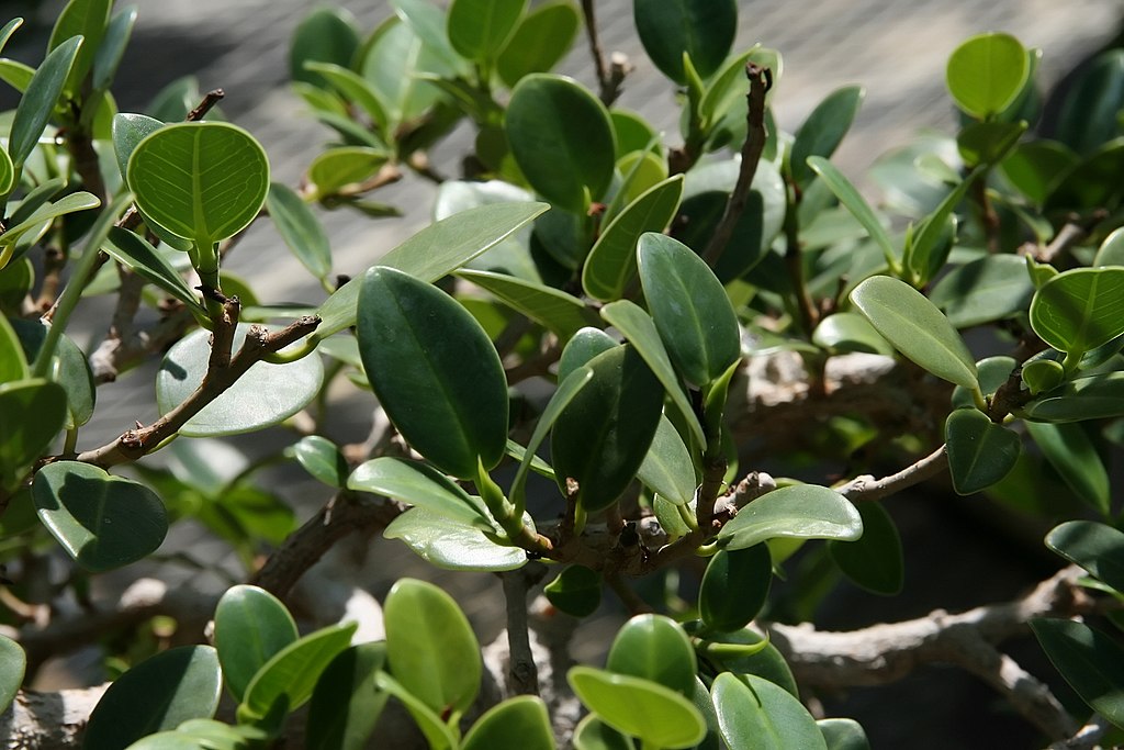 The Green Island ficus has smaller leaves than other Ficus microcarpa.