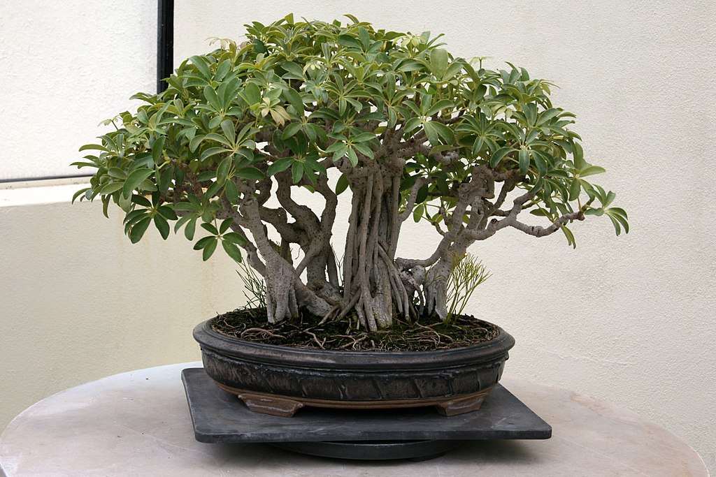 Dwarf Schefflera bonsai.