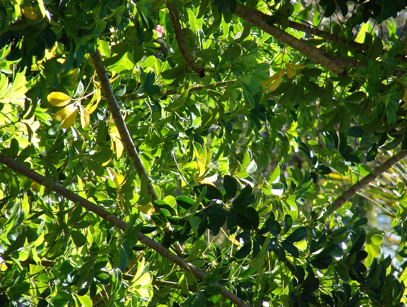 Schefflera arboricola growing in a jungle canopy.