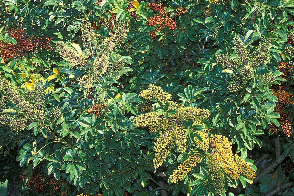 Schefflera arboricola growing fruits.